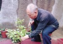 我养的花不一般能治病防蚊