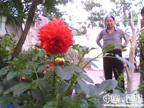 家庭养花：庭院花园供欣赏