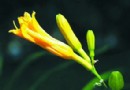 野菜虽然有营养但不可多吃