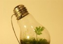 创意花盆 灯泡里也可以种花