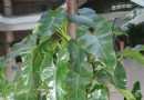 家居中吸毒和放毒植物图文