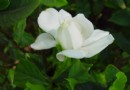 栀子花换盆后为什么会落叶