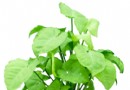 水培花卉换水洗根技术简介