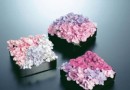 从五行上看哪些花是开运花