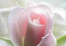 鲜花养生——让你娇美迷人