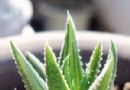 用花草帮您去除装修的异味
