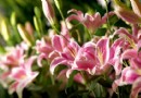 百合切花如何冷藏保存长久