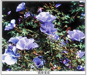 澳育出花灌木新品种“西岸宝石”