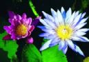 香水莲花在厦引种成功 成功培育十几品种(图)