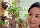 水培盆景亮相姑苏(图)