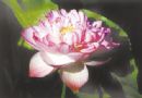产权自主品质优良花农增收 京广1号莲花新品种获好评（图）