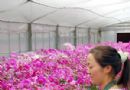 蝴蝶花美玖瑰花香花农喜洋洋 记昆明斗南花市