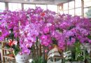 呈贡斗南花市：来看美丽鲜花是如何炼成的
