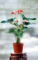 8个花卉新品即将亮相2007年春节花市