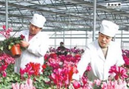 甘肃：庄浪县林业局培训农民发展花卉产业