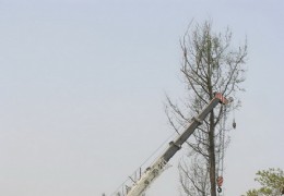 四川：温江区一到九月份的花木销售情况