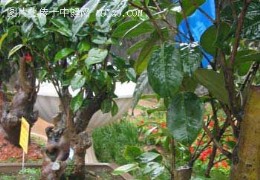 中国第五届茶花展开幕10万茶花桂林竞芬芳