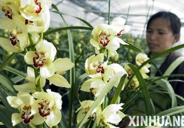 贵阳白云区：花卉产业支撑新农村建设[组图]