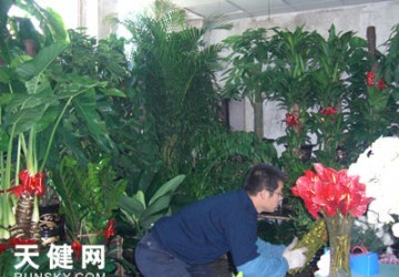 节前滨城花卉走俏 一品红、银柳成宠儿（图）