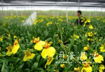台商投资决心坚定 坡头花卉基地规模扩大（图）