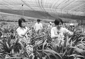 丰台延庆“花为媒”优势互补建千亩花卉基地