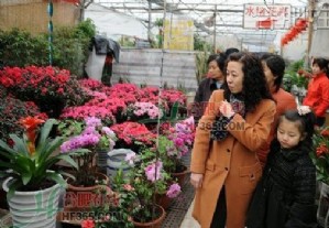太原迎春花卉展：春季里来百花香（图）