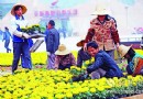 武汉园林绿化人员用鲜花装扮中博会（图）