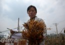 900棵茶花暴死 花农药商远亲反目