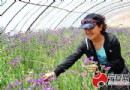 情人草等草本植物宁夏试种成功