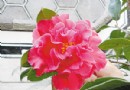 嵩明“茶花王”涅槃成花乡--村民脱贫致富