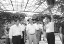 千斤大南瓜将亮相农博会