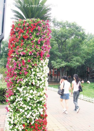 图文：迎接绿色奥运 建设绿色天津