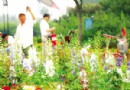 4000万盆奥运花卉将形成壮观景象（图）