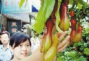 苏州：“吃”蚊子的猪笼草上市 受到顾客青睐