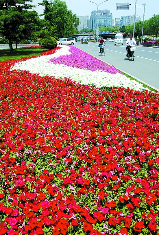 4000万盆奥运花卉装扮京城已陆续摆上街头
