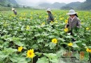 涪陵大木乡打造旅游“金招牌”良好的环境就是生产力