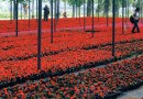四季鲜花将在八月的北京竞相绽放——扮靓京城