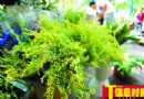 外来物种“一枝黄花”成为生态杀手 市民要防范