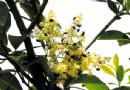 冬青树开花 居民先喜后忧 鲜花不招蜂引蝶竟招苍蝇
