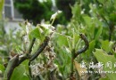 绿化带冬青遭病虫害枯死 市民希望有关部门喷药