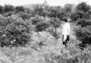 安福花木产业主打“乡土牌”拓宽花木生存空间