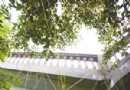 “植物吸血鬼”钻进主城小区 已被市园林局通缉