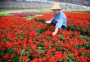 北京——怀柔花园村农民种植花卉走上致富之路