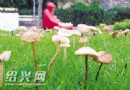 快乐“小雨伞”，美丽的外表容易诱惑人把它捧上餐桌