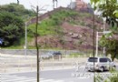 建筑弃渣当土壤 城市景观难存活 今秋换土栽新苗