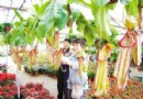 南京：进口猪笼草受市民欢迎 每盆45元（图）