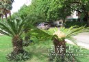 港城一大奇观——南桥河旁34棵铁树连环开花