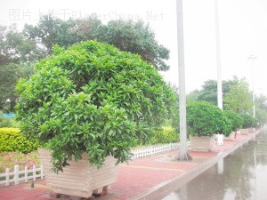 天津：大型盆景为津城增添靓丽风景线【图文】