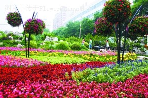 奥运花卉装扮北京“金台曦照”街心公园成鲜花海洋
