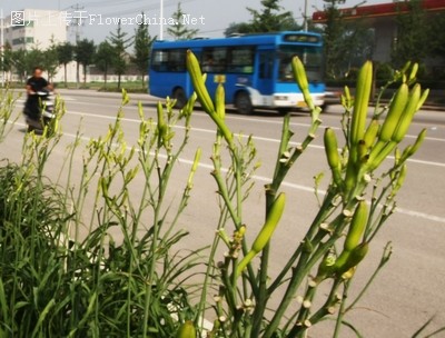 路边绿化带长出“黄花菜”？为大花萱草，不能食用
